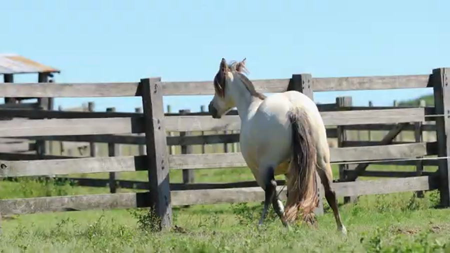 Lote ASTILLA DE LA RESERVA