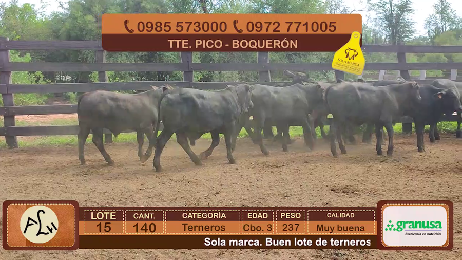 Lote 140 Terneros CBO 3 Tipo Brangus y Acebuzados a remate en FERIA ESPECIAL DE TERNEROS CBO. 3 - AGROGANADERA LA HUELLA 237kg - , Boquerón