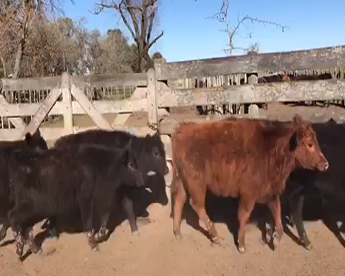 Lote 36 Terneros en Brandsen, Buenos Aires