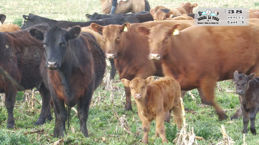 Lote VAQUILLONAS PC COLORADAS PARIDAS