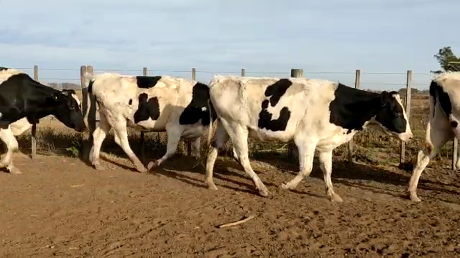 Lote Estancia El Chiru - Vaquillonas Preñadas