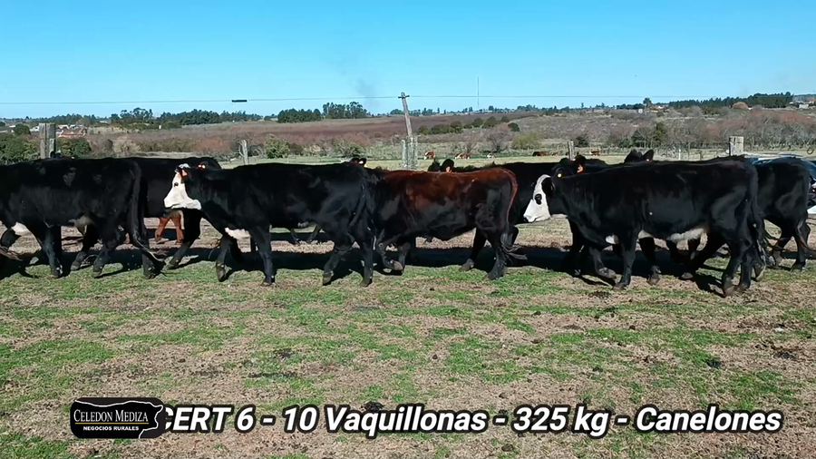 Lote 10 Vaquillonas sin servicio 1 a 2 años en Canelones