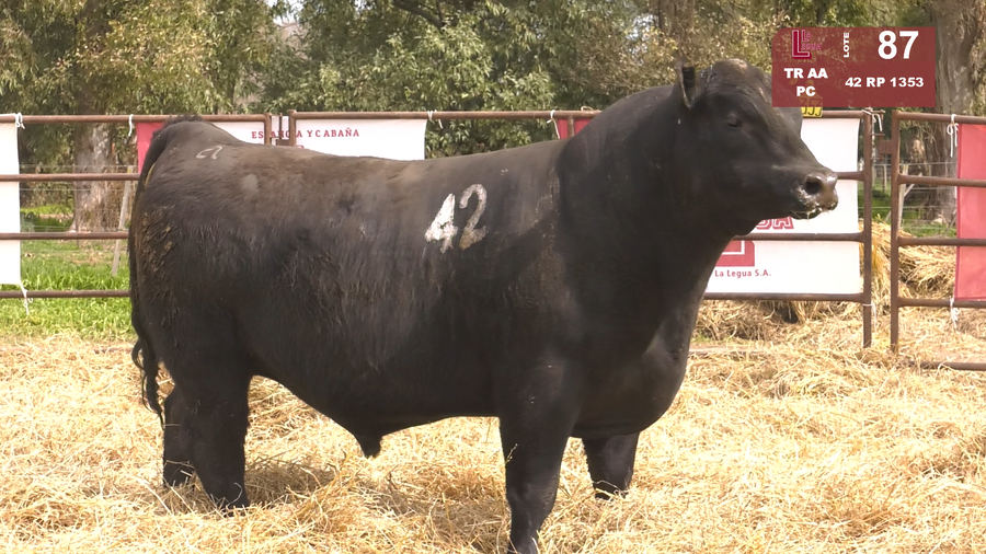 Lote TOROS ANGUS NEGROS  PC