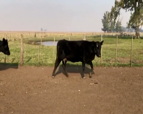 Lote VACAS ANGUS NEG. C/CRIA