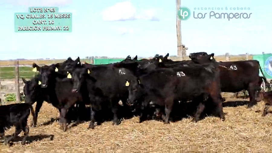 Lote VAQUILLONAS GENERALES 15 MESES - PREÑADAS - PARICION PRIMAVERA