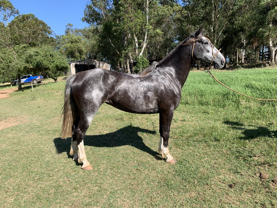 Lote PACIFICA PINTORESCA