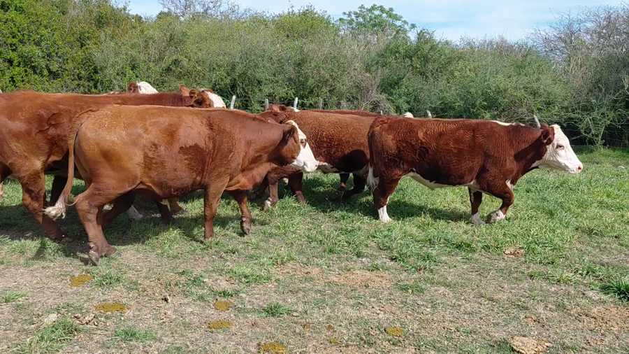 Lote 30 Novillos en Corrientes, Sauce