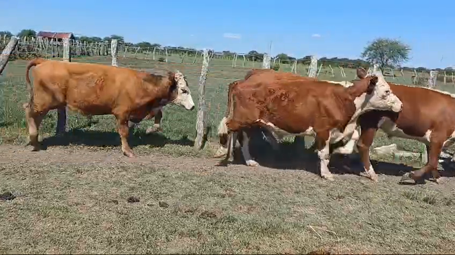 Lote 15 Terneros en Corrientes, Curuzú-Cuatiá