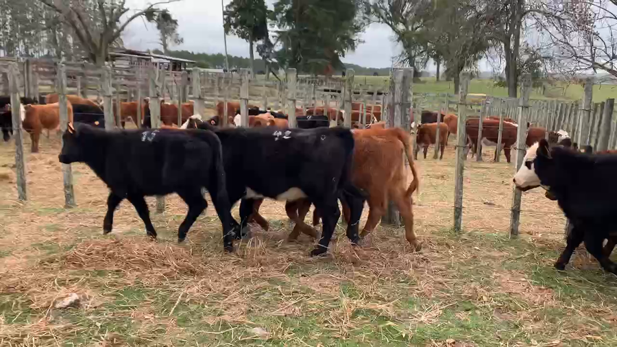 Lote 12 Terneras en Carmelo, Colonia