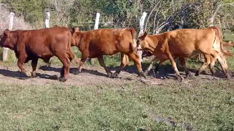 Lote 80 Terneros/as en Corrientes, Curuzú-Cuatiá