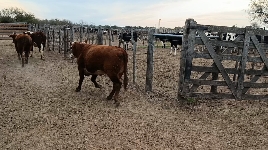 Lote 45 Novillitos y Vaquillonas Braford, gordos de Feed Lot en Cululú, Santa Fe