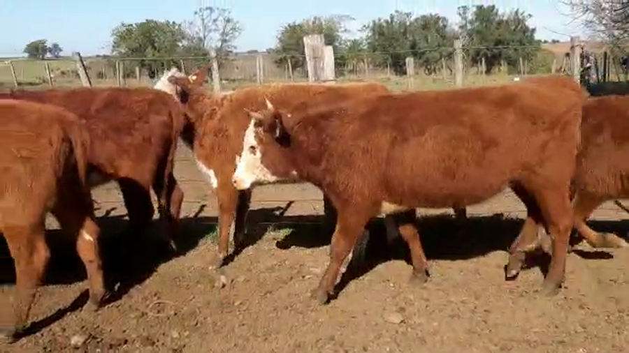 Lote 10 Vaquillonas 1 a 2 años HEREFORD Y ANGUS a remate en Pantalla Camy Mayo - Desde La Cuenca 260kg - , San José