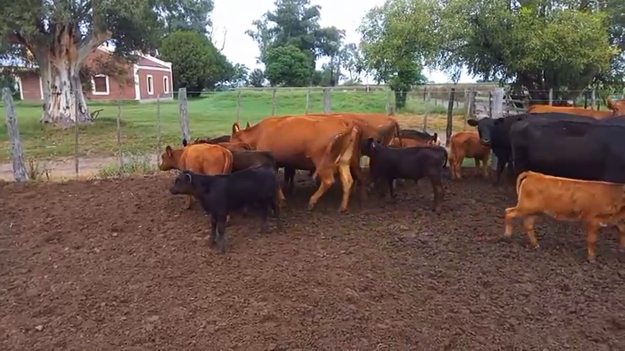 Lote 21 Vacas 1/2 Uso en Gral. Villegas