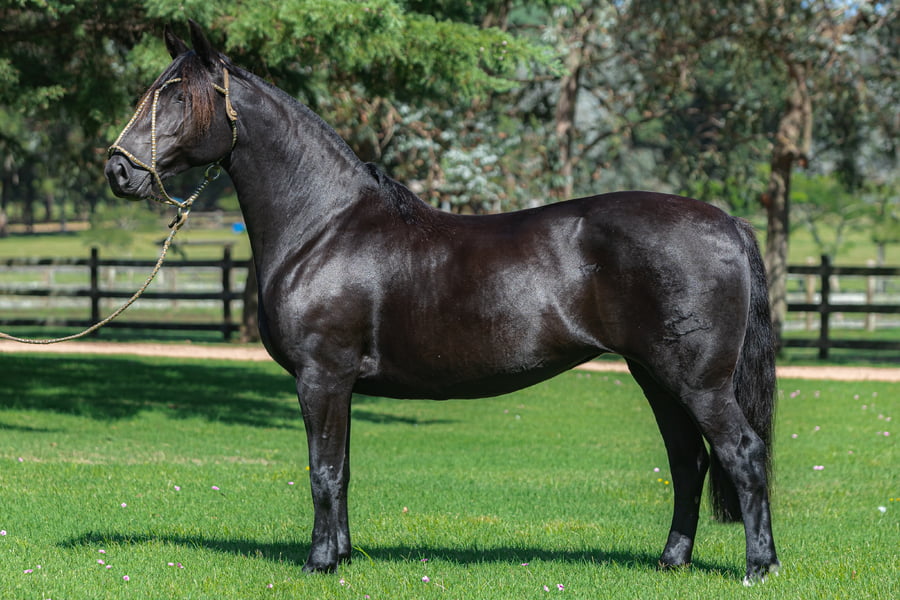 Lote Consejero Masquelinda