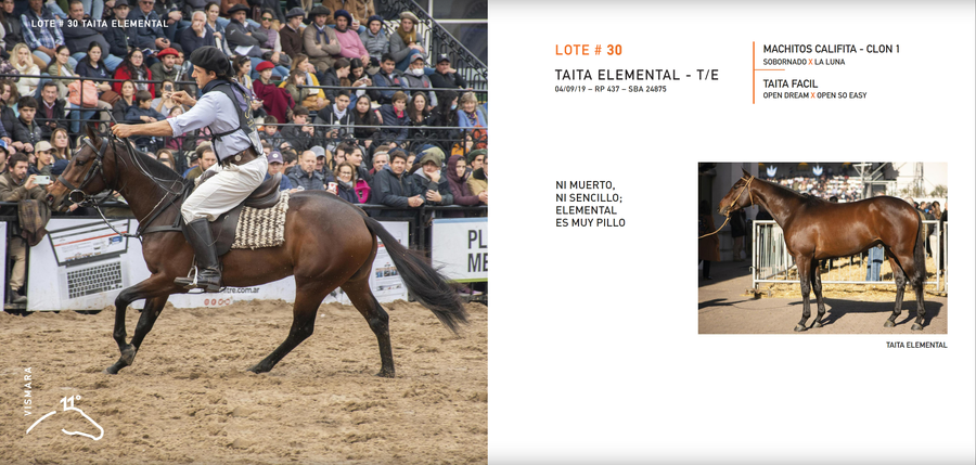 Lote TAITA ELEMENTAL - T/E (MACHITOS CALIFITA - CLON 1 - TAITA FACIL)