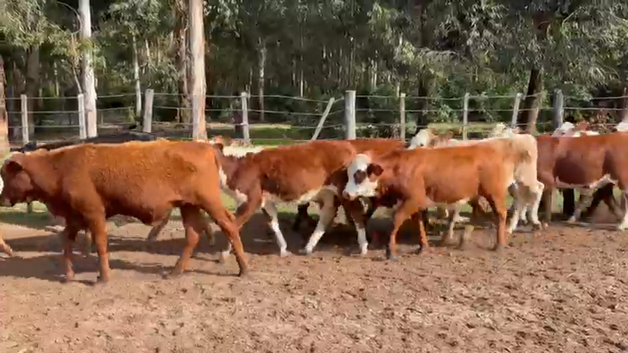 Lote 123 Terneros/as