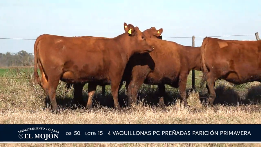 Lote COLORADAS PREÑADAS PARICIÓN PRIMAVERA