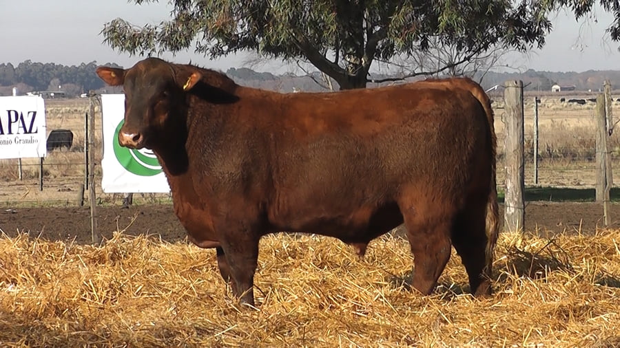 Lote TOROS PUROS POR CRUZA