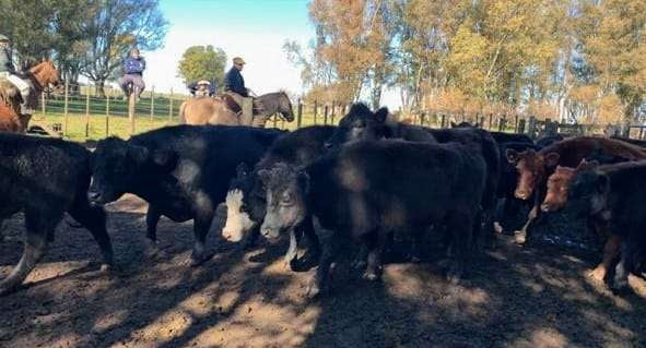 Lote 45 Novillos en Laprida, Buenos Aires