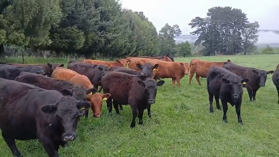 Lote 26 Vaquilla Engorda en Cunco, IX Región Araucanía
