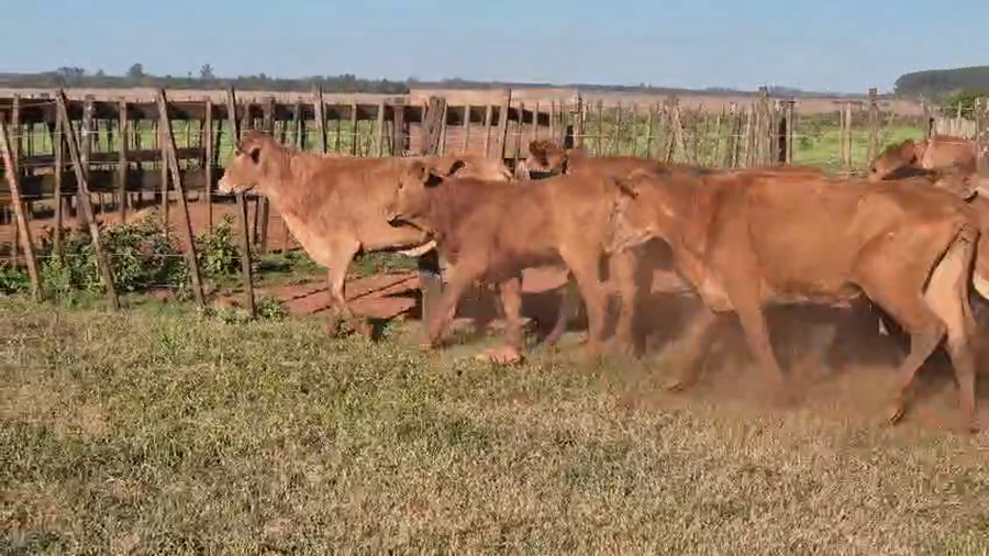 Lote 20 Novillitos y vaquillonas en Corrientes, Virasoro