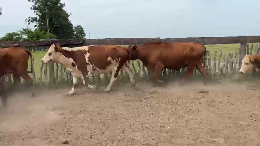 Lote 50 Vacas de invernar