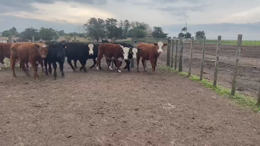 Lote 17 Terneras