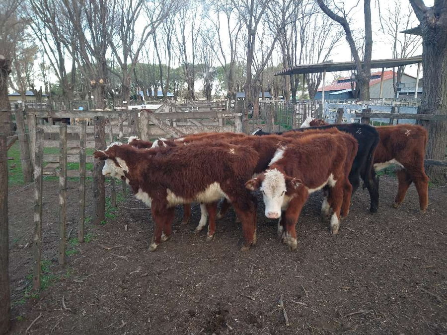 Lote 8 Terneras en Gral. Lamadrid, Buenos Aires