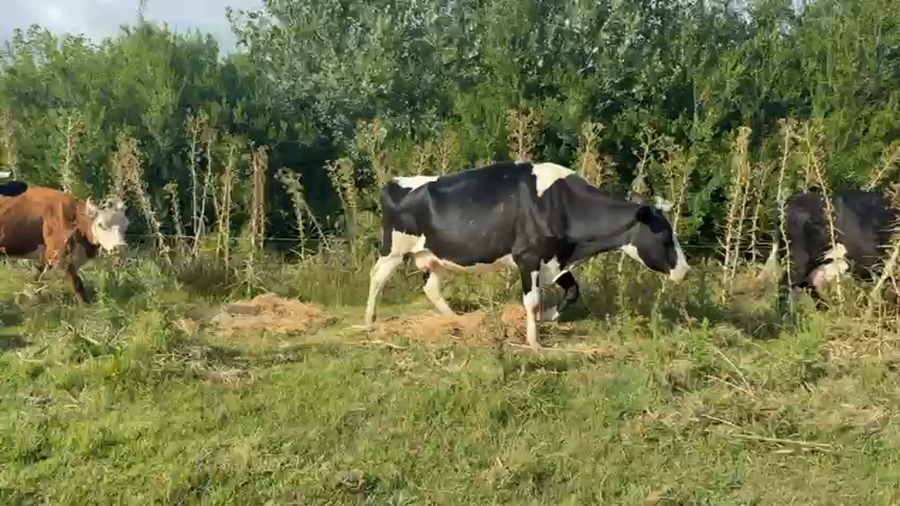 Lote VACAS DE INVERNADA