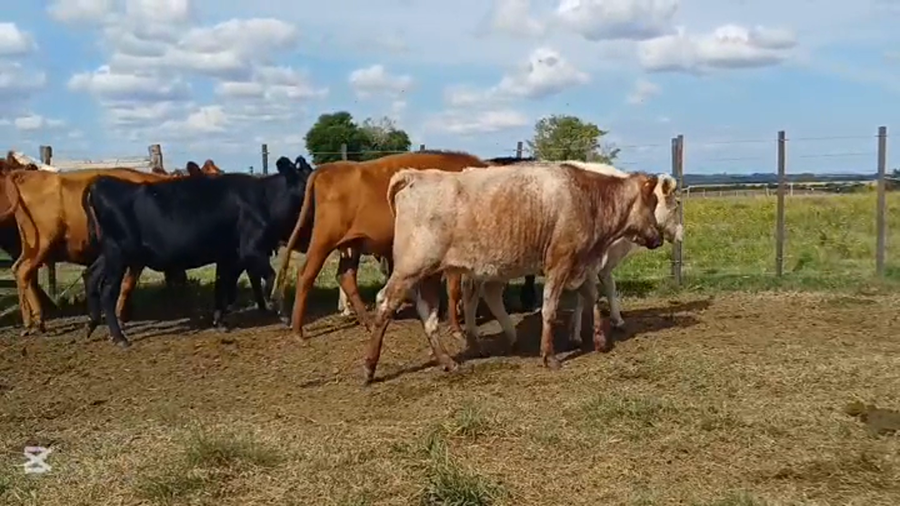 Lote VACAS DE INVERNADA