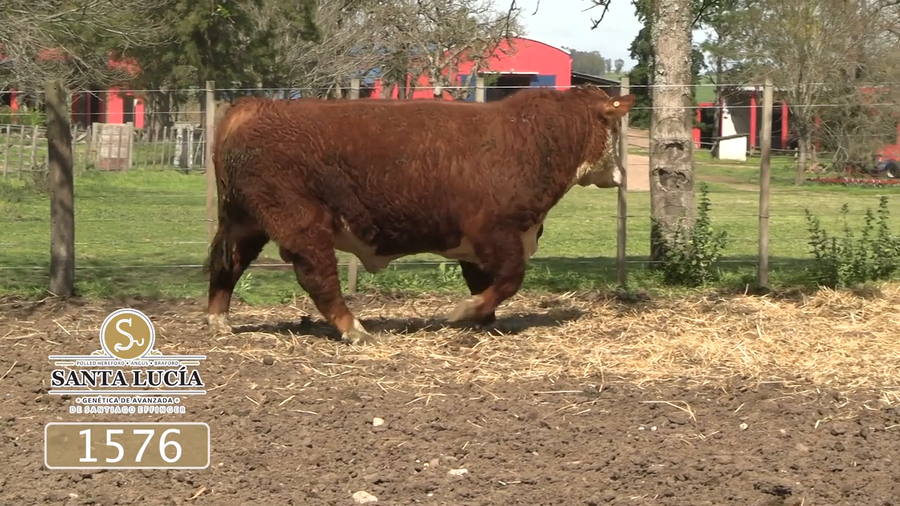 Lote Polled Hereford