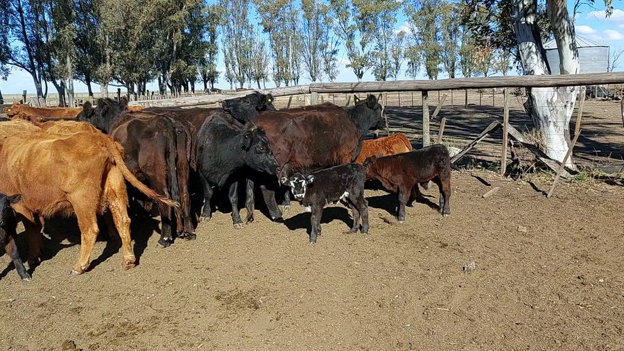 Lote 16 Vaquillonas C/ cria en Bahía Blanca, Buenos Aires
