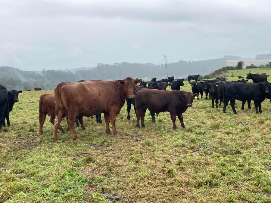 Lote 120 Ternero en Puerto Varas, X Región Los Lagos