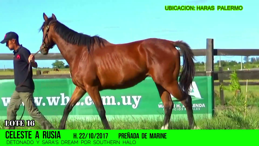 Lote CELESTE A RUSIA