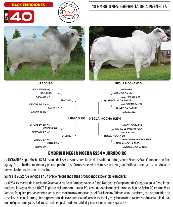 Lote LOTE 40
