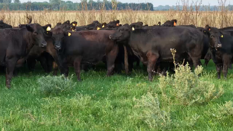 Lote 50 Vaquillonas C/ gtia de preñez