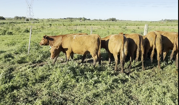 Lote Cabaña Invitada Don Raul