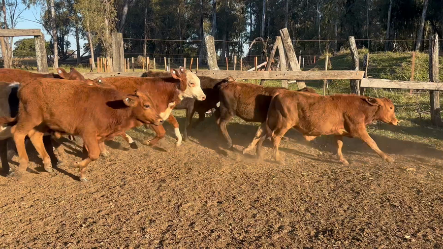 Lote 78 Terneros en Corrientes, Santo Tomé