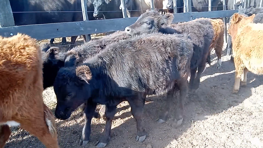 Lote 34 Terneras en Salazar, Buenos Aires