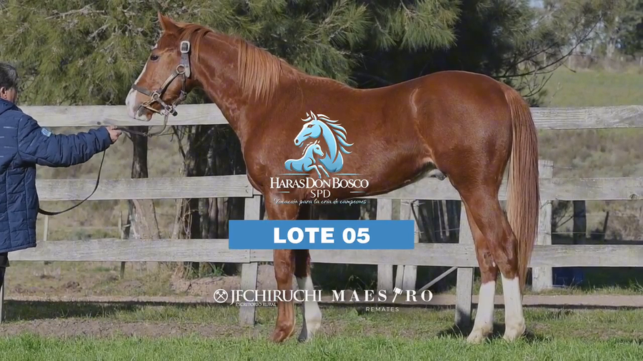 Lote MAJESTIC ORB