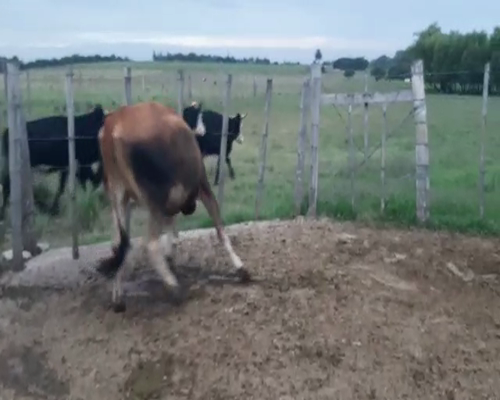 Lote Terneros YERSEY a remate en Pantalla Camy 250kg - , San José