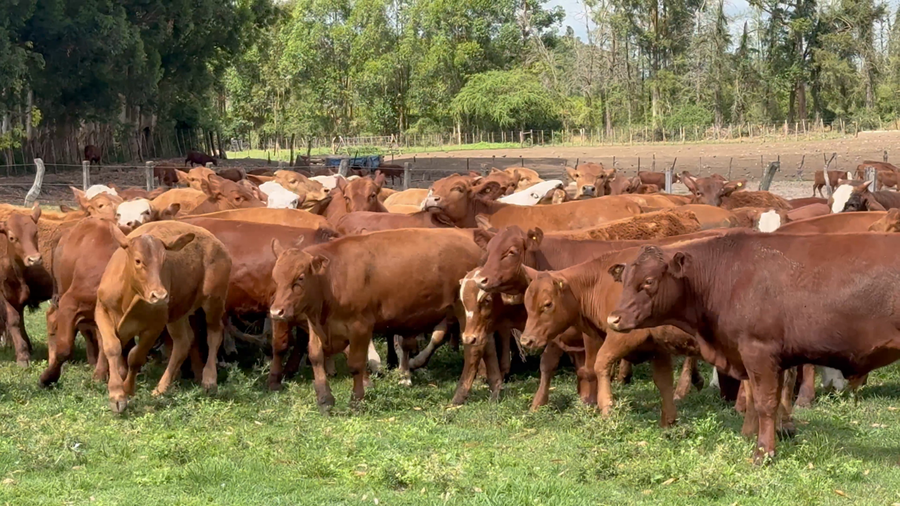 Lote 86 Terneros en Corrientes, Monte Caseros