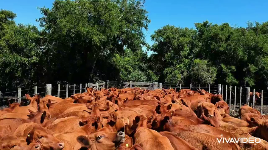 Lote 153 Vaquillonas