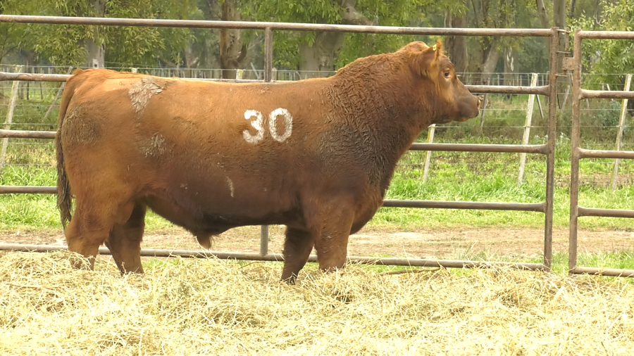 Lote TOROS ANGUS COLORADOS  PC