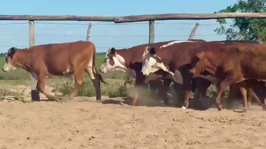 Lote 100 Terneros en Corrientes, Chavarría