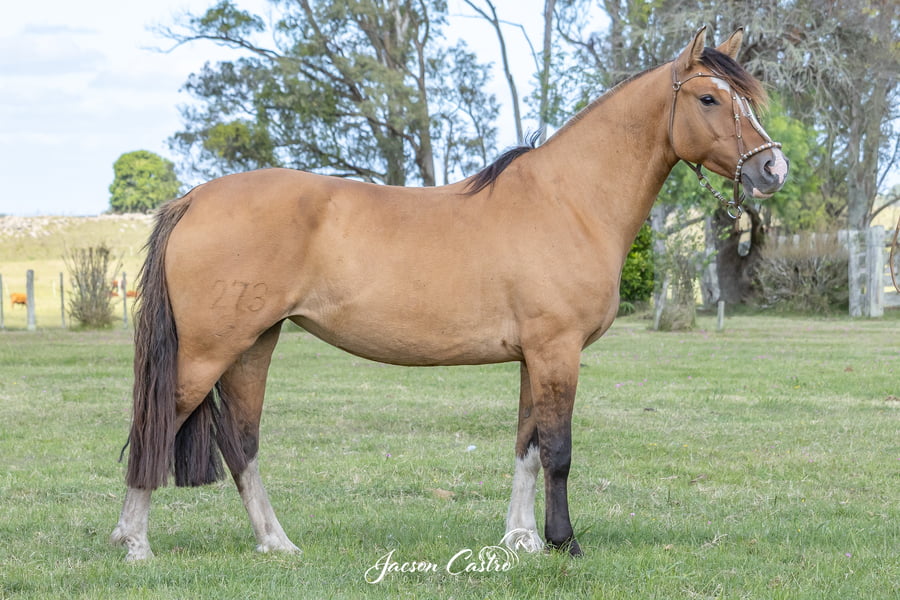 Lote Navaja De Los Recuerdos TE