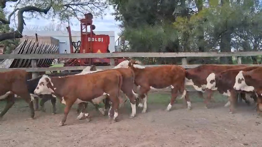 Lote 23 Terneros Braford en Col. La Mora,  Santa Fe