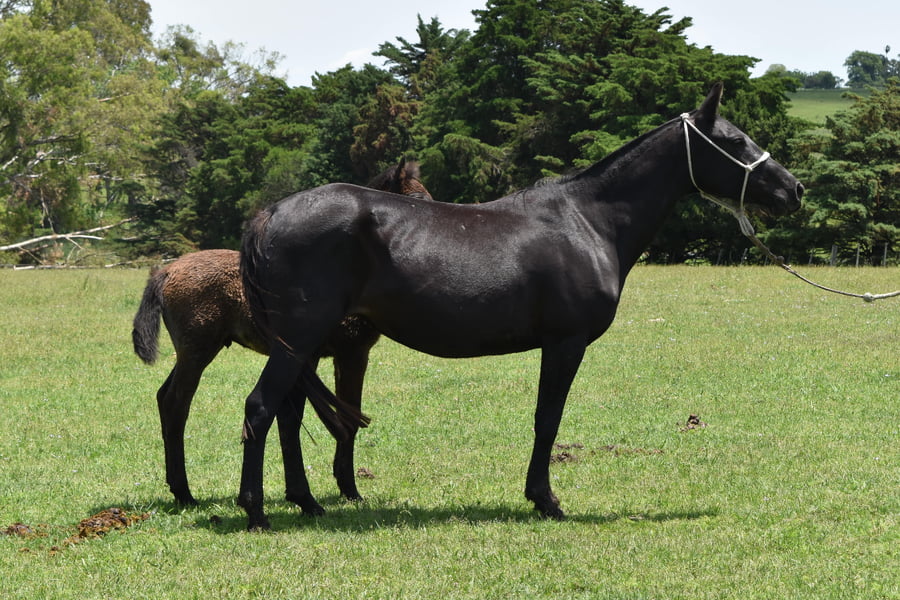 Lote RP 60 - NIEVE TABORDA
