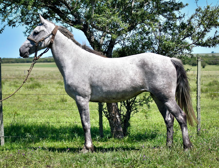 Lote Yara La Garrapata