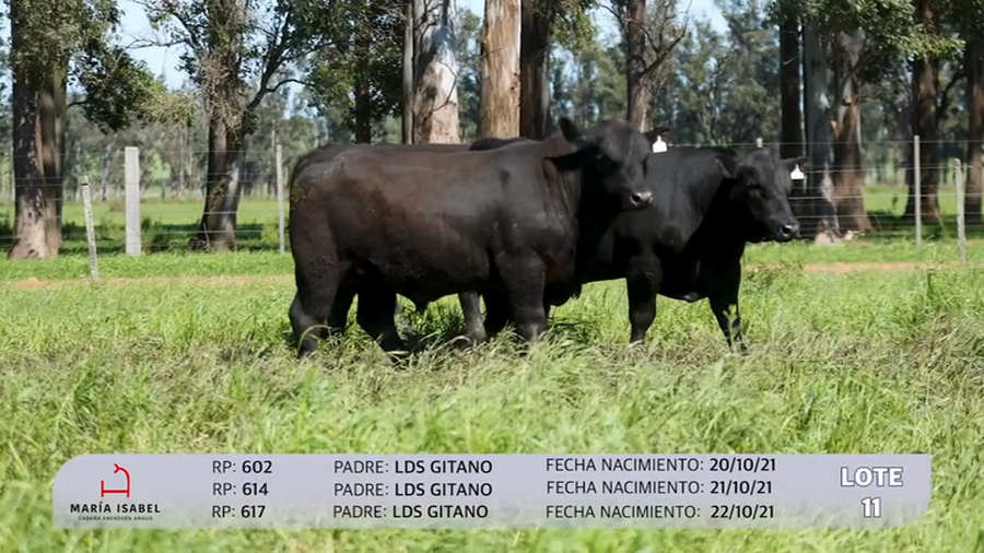 Lote 3 Toros SA a remate en Maria Isabel - Otto Fernandez, Artigas